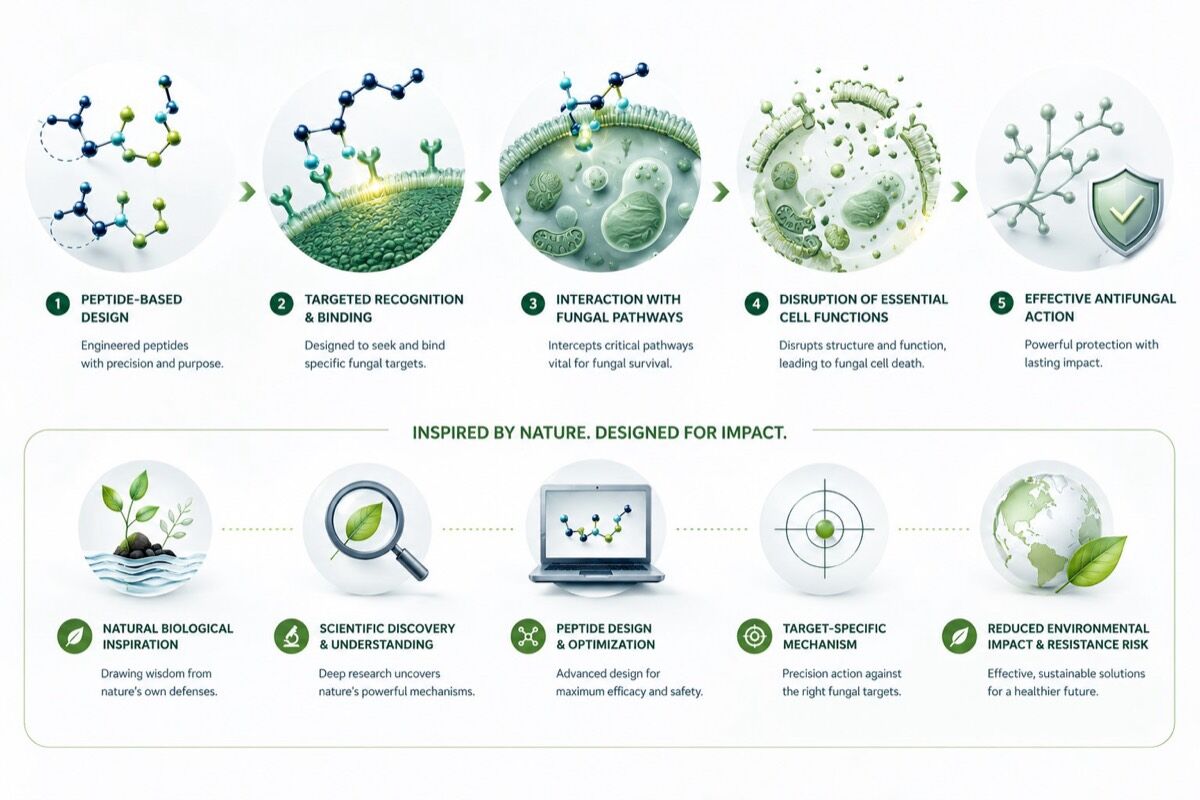 How the peptide-based antifungal technology works